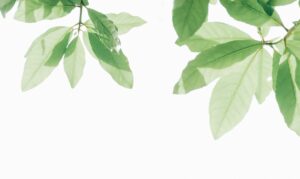 Feuilles d'arbre